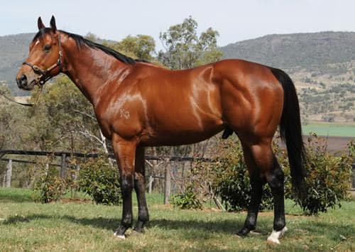 Koru Thoroughbreds gallery image 1